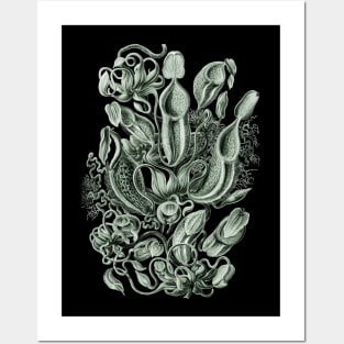 Ernst Haeckel Pitcher Plant Green Posters and Art